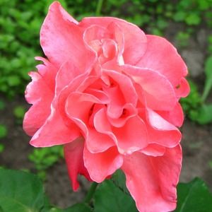 Meet your Posher, Rose